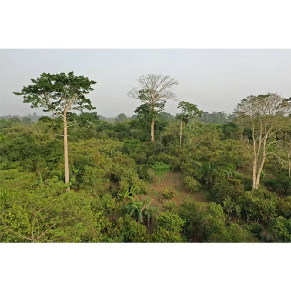 more trees planted