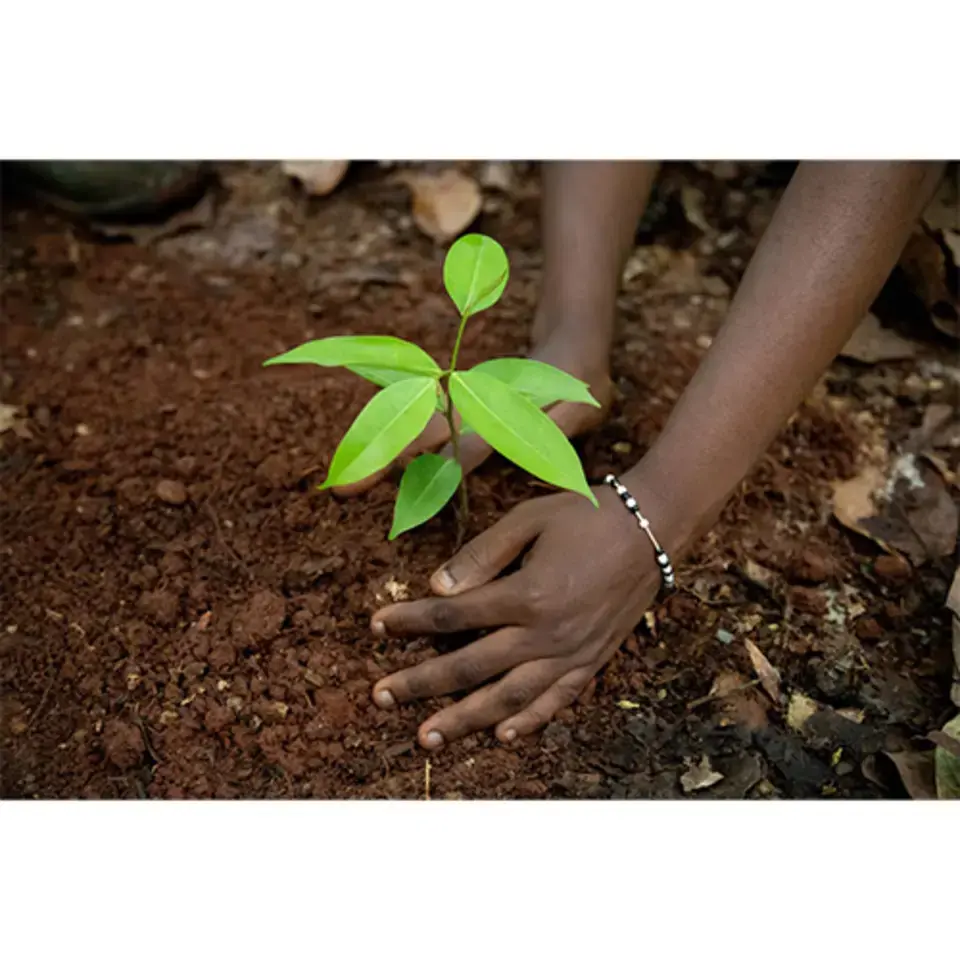 more trees planted