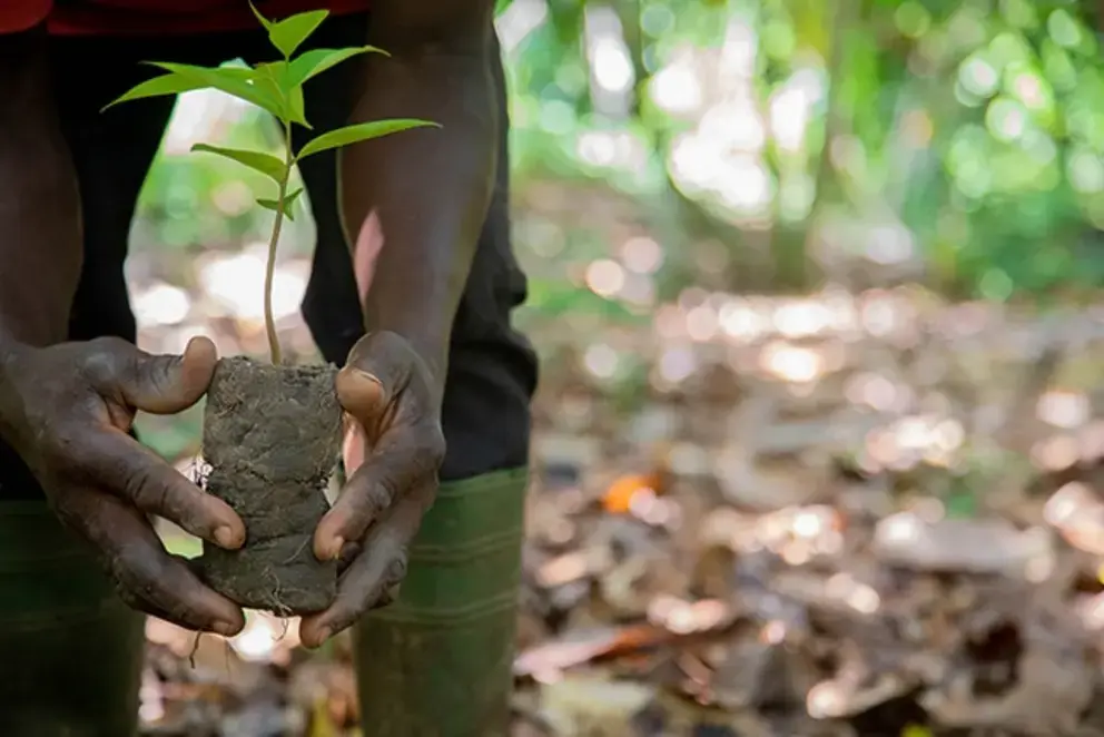 More Trees Planted
