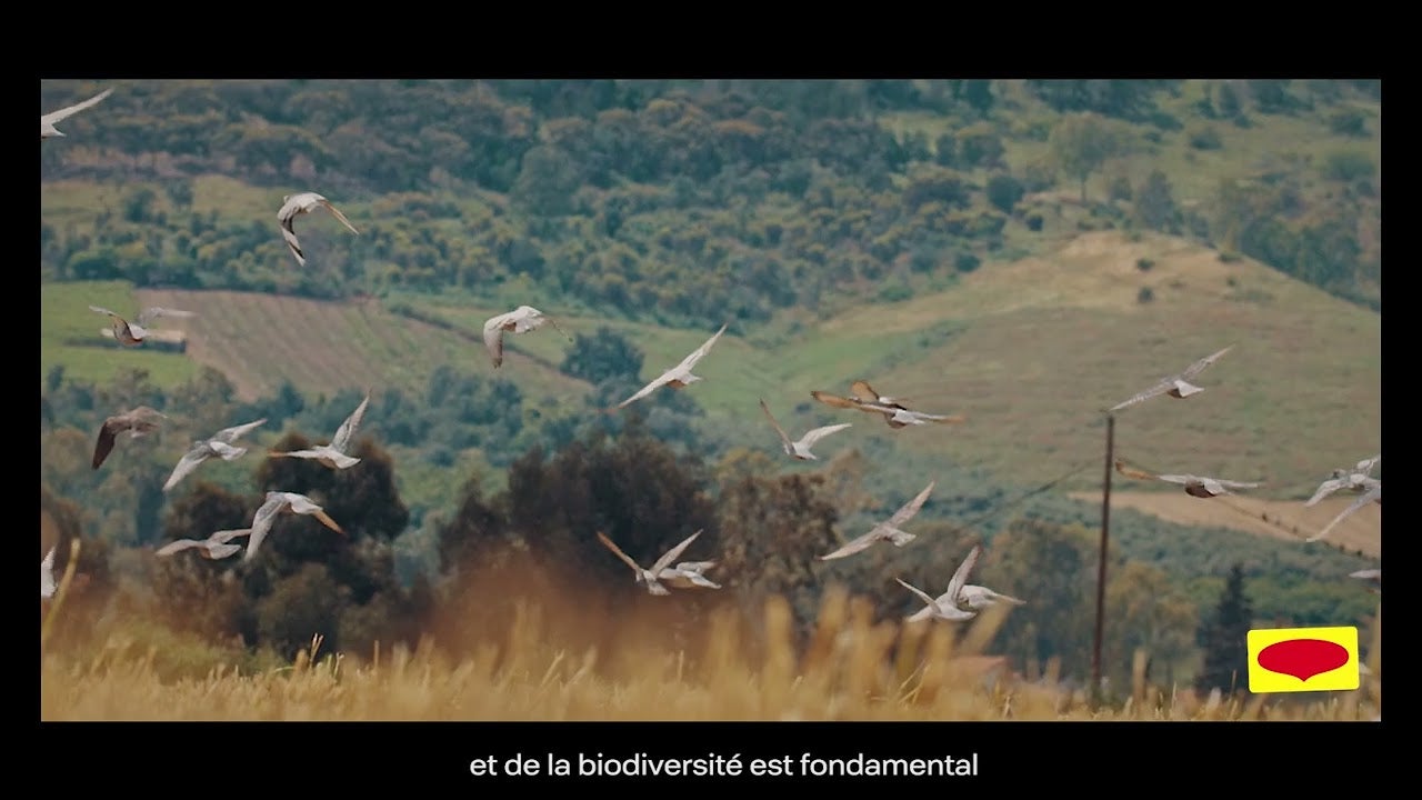 Preview image for the video "Découvrez les histoires des agriculteurs partenaires de MAGGI®".