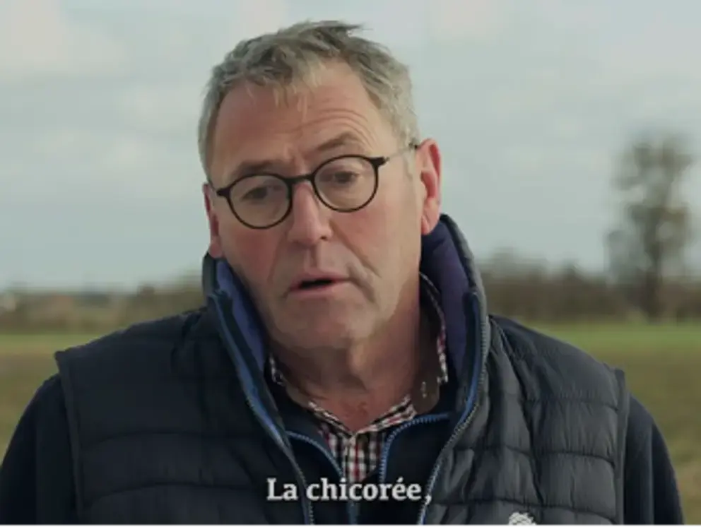 La culture de la chicorée