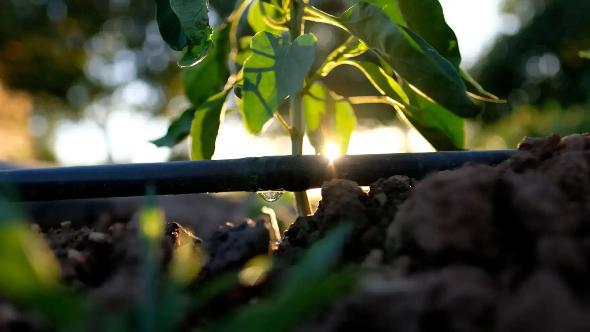 Drip Irrigation