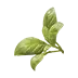 image of Basil