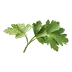 image of Parsley