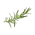 image of Rosemary fresh