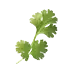 image of Coriander